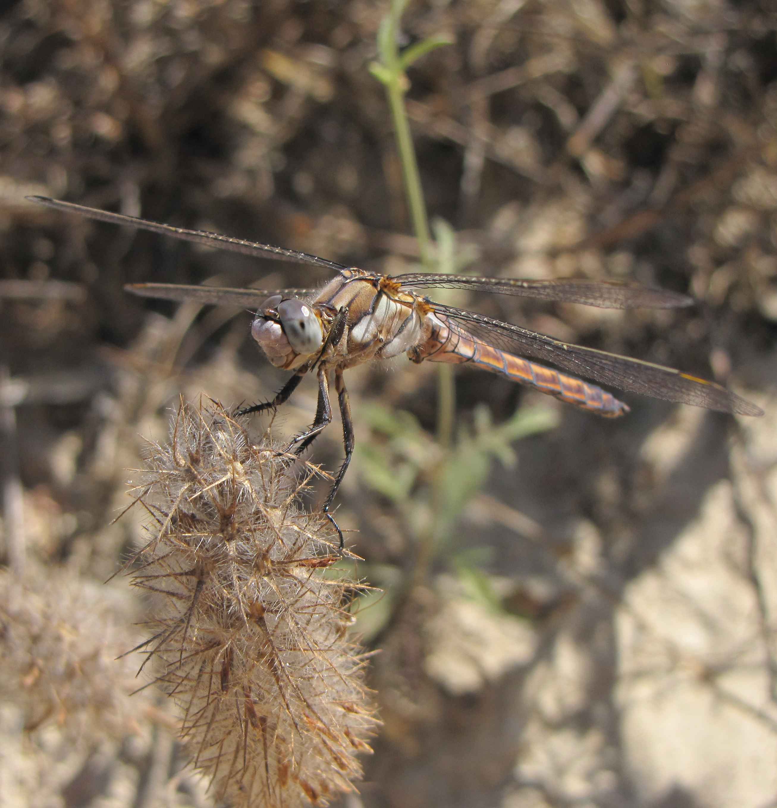 libellula da verificare